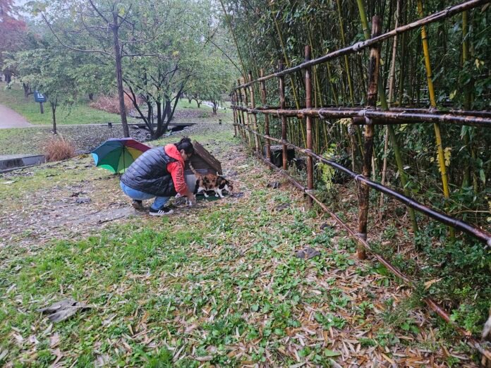 20231106_082033 비오는날도 길고양이 돌보는 강승희님